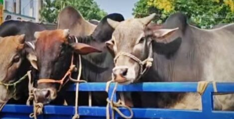 গাজীপুরে পিক-আপ আটকে ডাকাতি,৮ গরু লুট,উদ্ধার৭ টি,আটক -৪