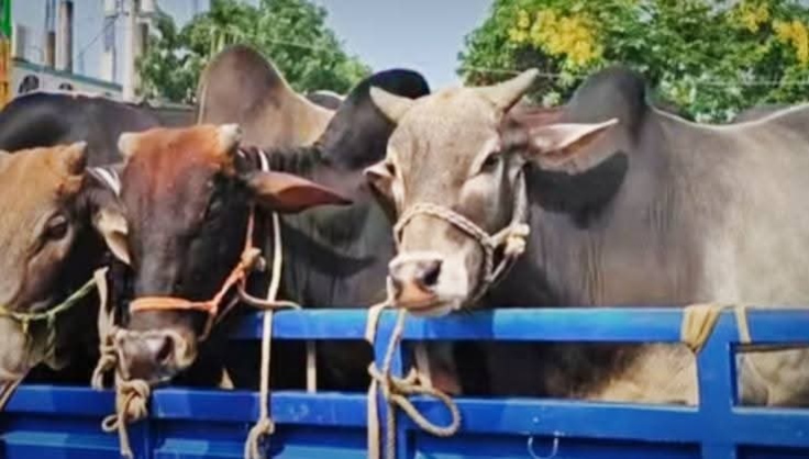 গাজীপুরে পিক-আপ আটকে ডাকাতি,৮ গরু লুট,উদ্ধার৭ টি,আটক -৪