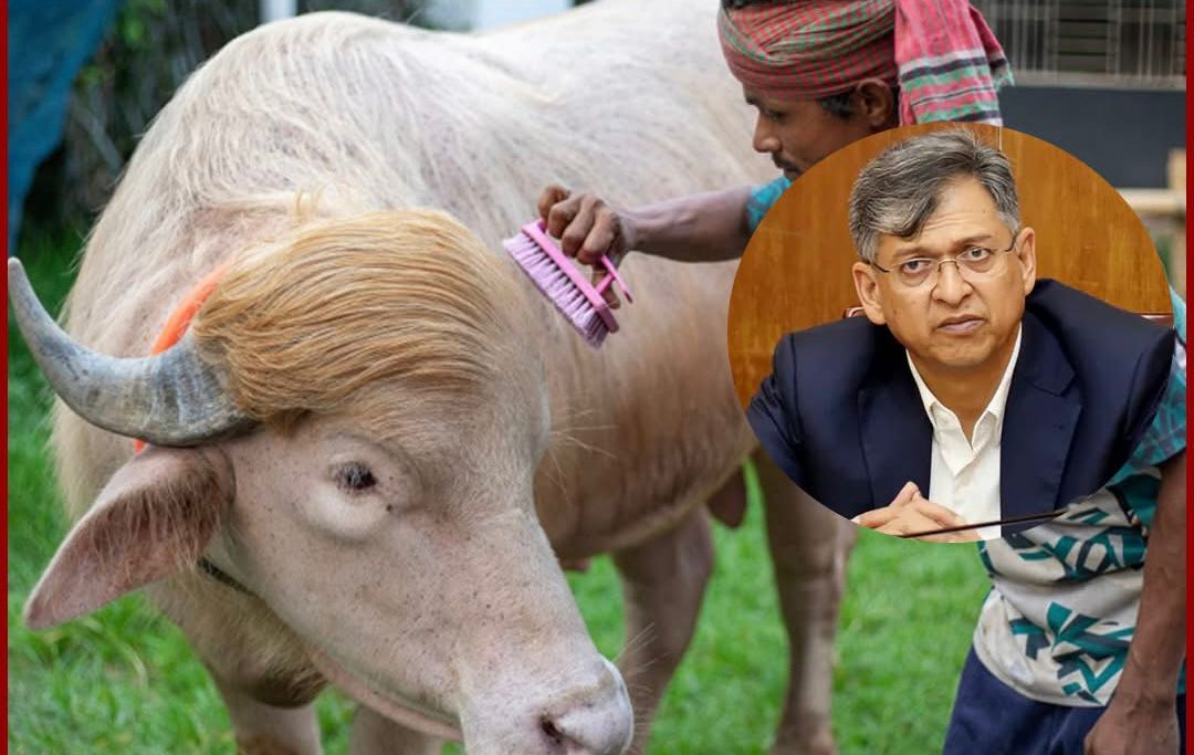 সালাহউদ্দিন আহমদের হস্তক্ষেপে কোরবানি হচ্ছে না ‘ডোনাল্ড ট্রাম্প’