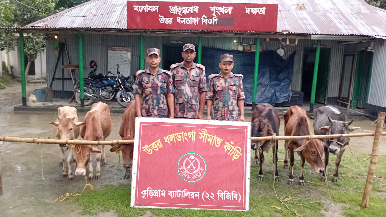 কুড়িগ্রাম সীমান্তে বিজিবির সাঁড়াশি অভিযান, আটক গবাদিপশুসহ নানা চোরাচালানি পণ্য