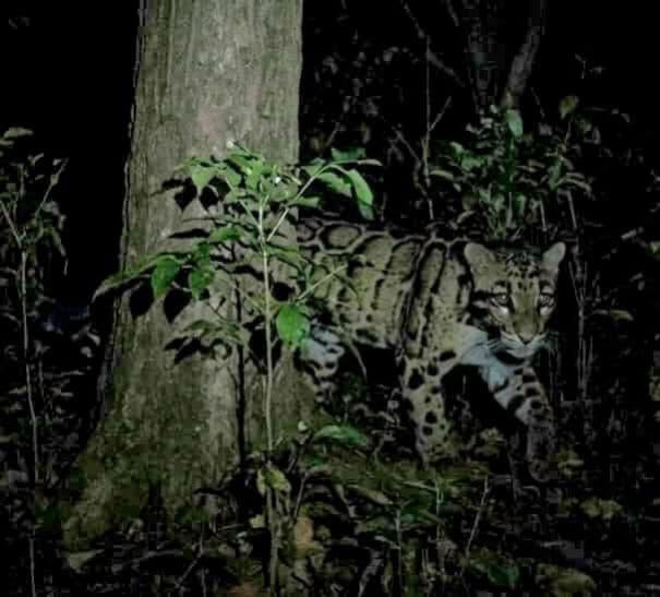 শ্রীপুরে ‘বাঘ’ সদৃশ প্রাণী ঘিরে আতঙ্ক, বন বিভাগের ধারণা মেছো বিড়াল হতে পারে