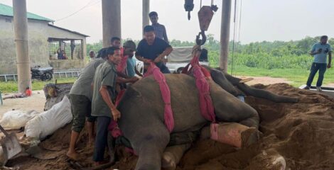 বাঁচানো গেল না রাজু বাহাদুর, পরপর দুই দিনে সাফারি পার্কে দুই হাতির মৃত্যু