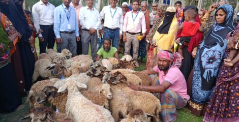 কুড়িগ্রামে ফ্রেন্ডশিপের উদ্যোগ: চরাঞ্চলের সুবিধাবঞ্চিত পরিবারে ৪২০টি ভেড়া বিতরণ শুরু