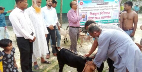 কুড়িগ্রামে বিনামূল্যে পিপিআর টিকা প্রদান ক্যাম্পেইন অনুষ্ঠিত