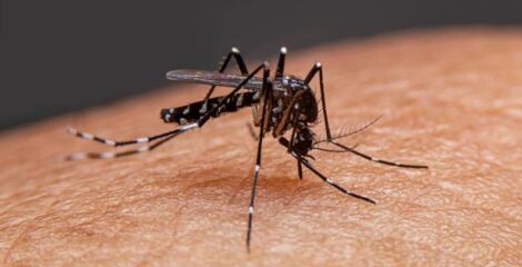 ২৪ ঘণ্টায় ডেঙ্গুতে আরও ৩ জনের মৃত্যু, হাসপাতালে ভর্তি ১২৯৯