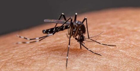 ২৪ ঘণ্টায় ডেঙ্গুতে আরও ৭ জনের মৃত্যু
